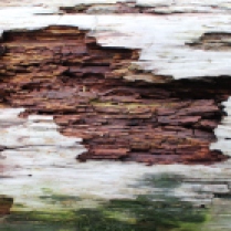 Ickworth log bark