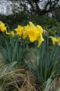 Anglesey Abbey Daffodils